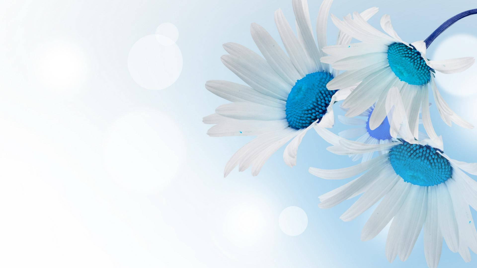 Blue And White Blooms Of Daisies Background