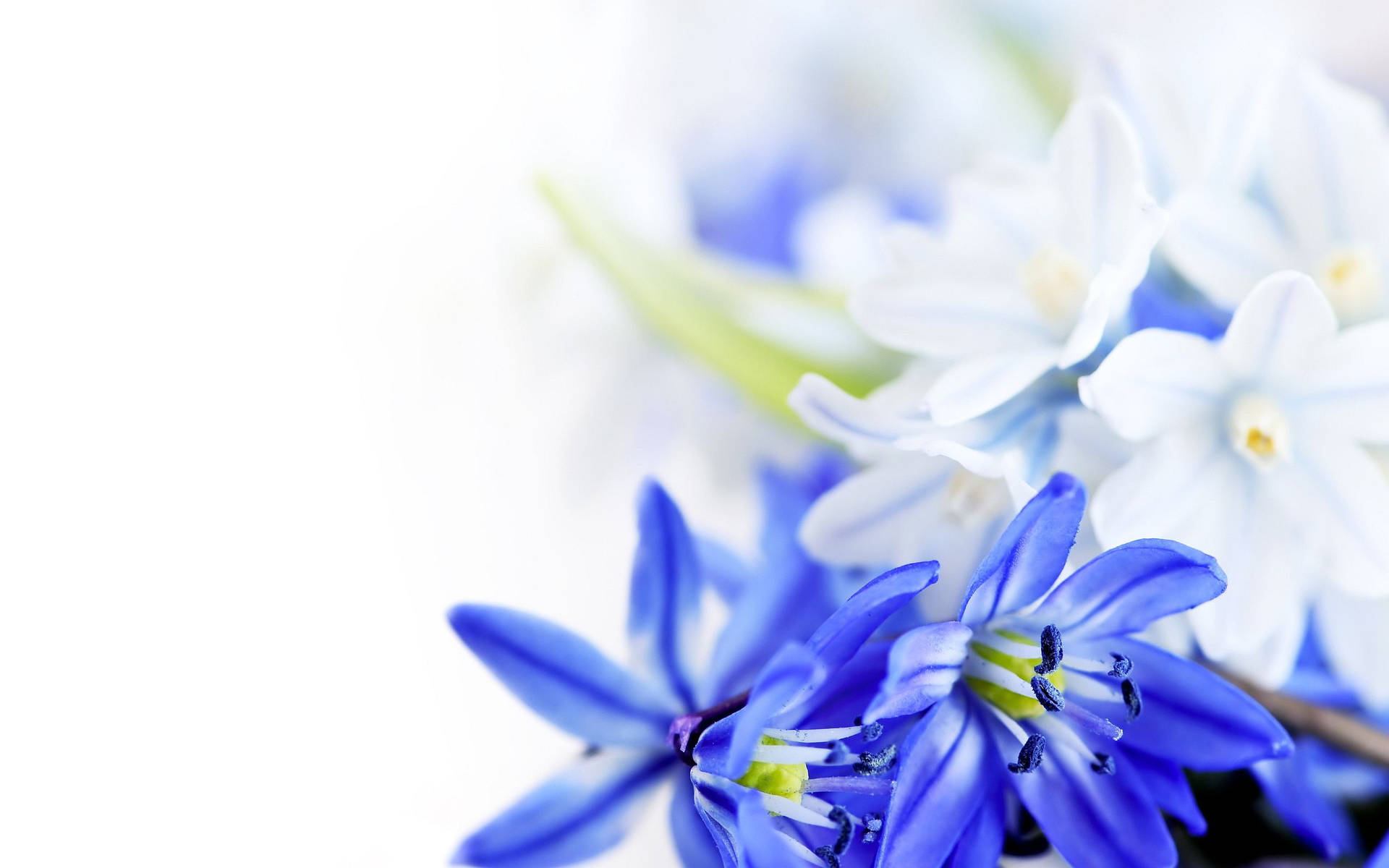 Blue And White Flower