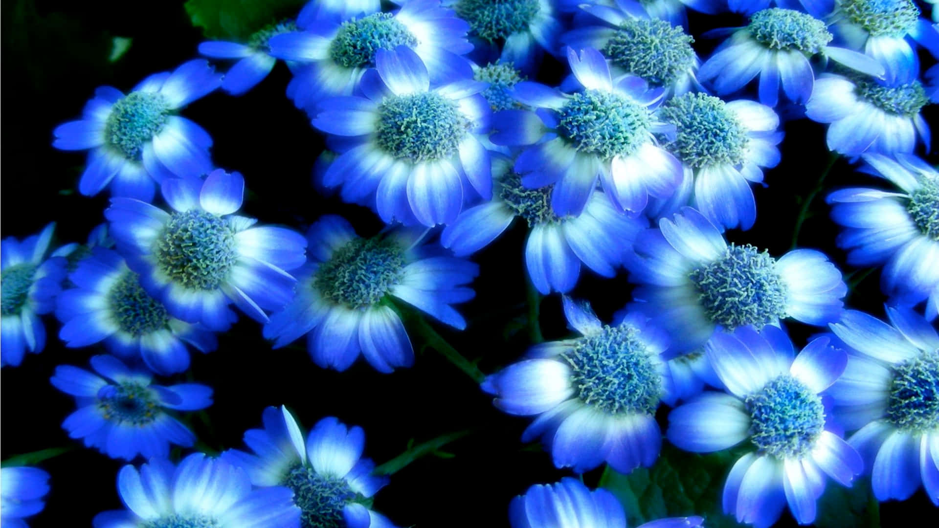 Blue And White Flowers Desktop Background