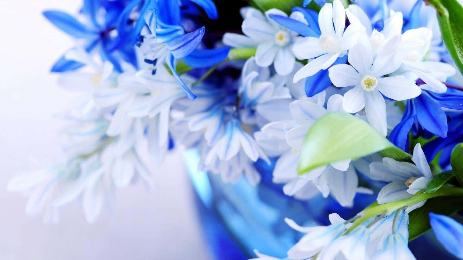 Blue And White Nature Flower Background