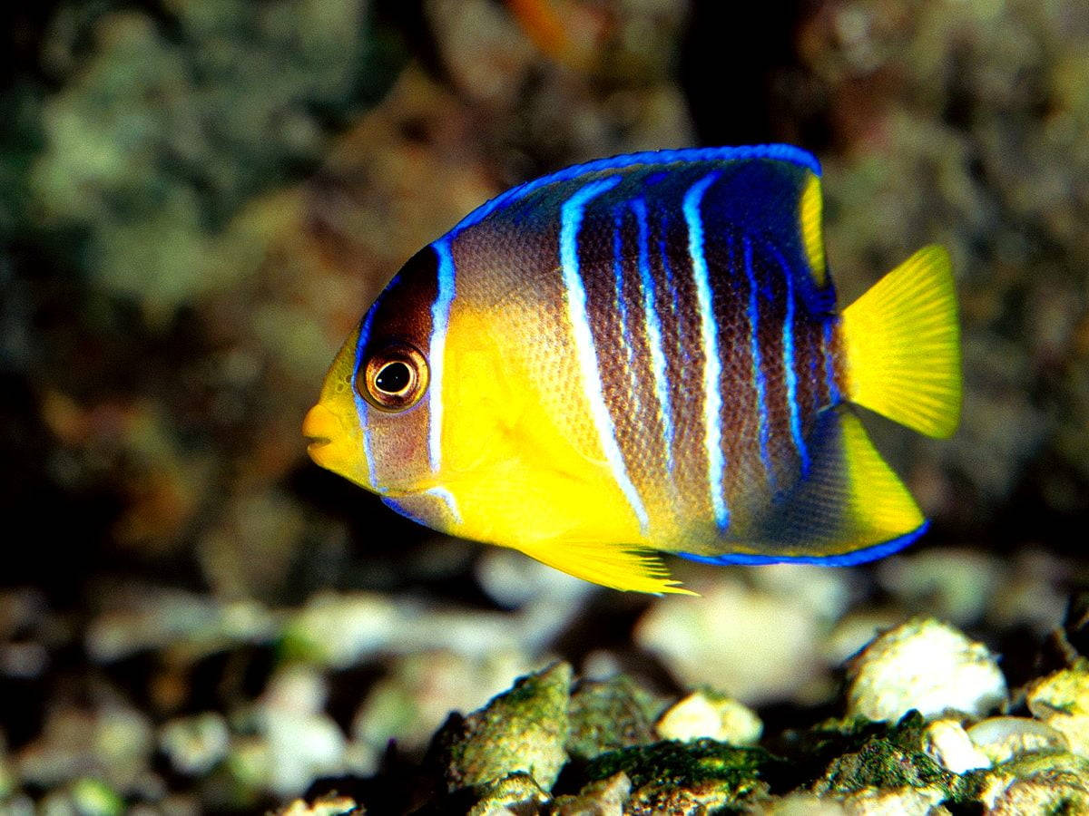 Blue And Yellow Cool Fish Background