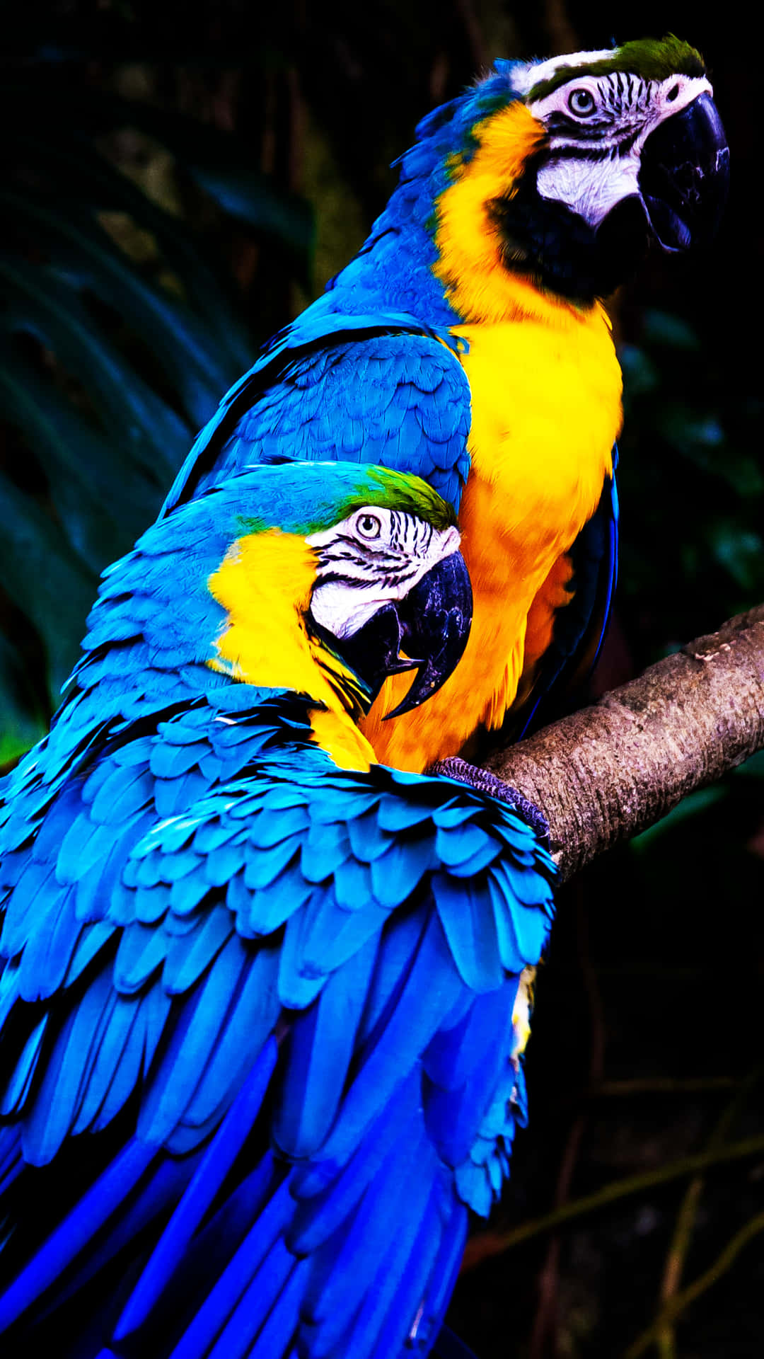 Blue And Yellow Parrot Pair