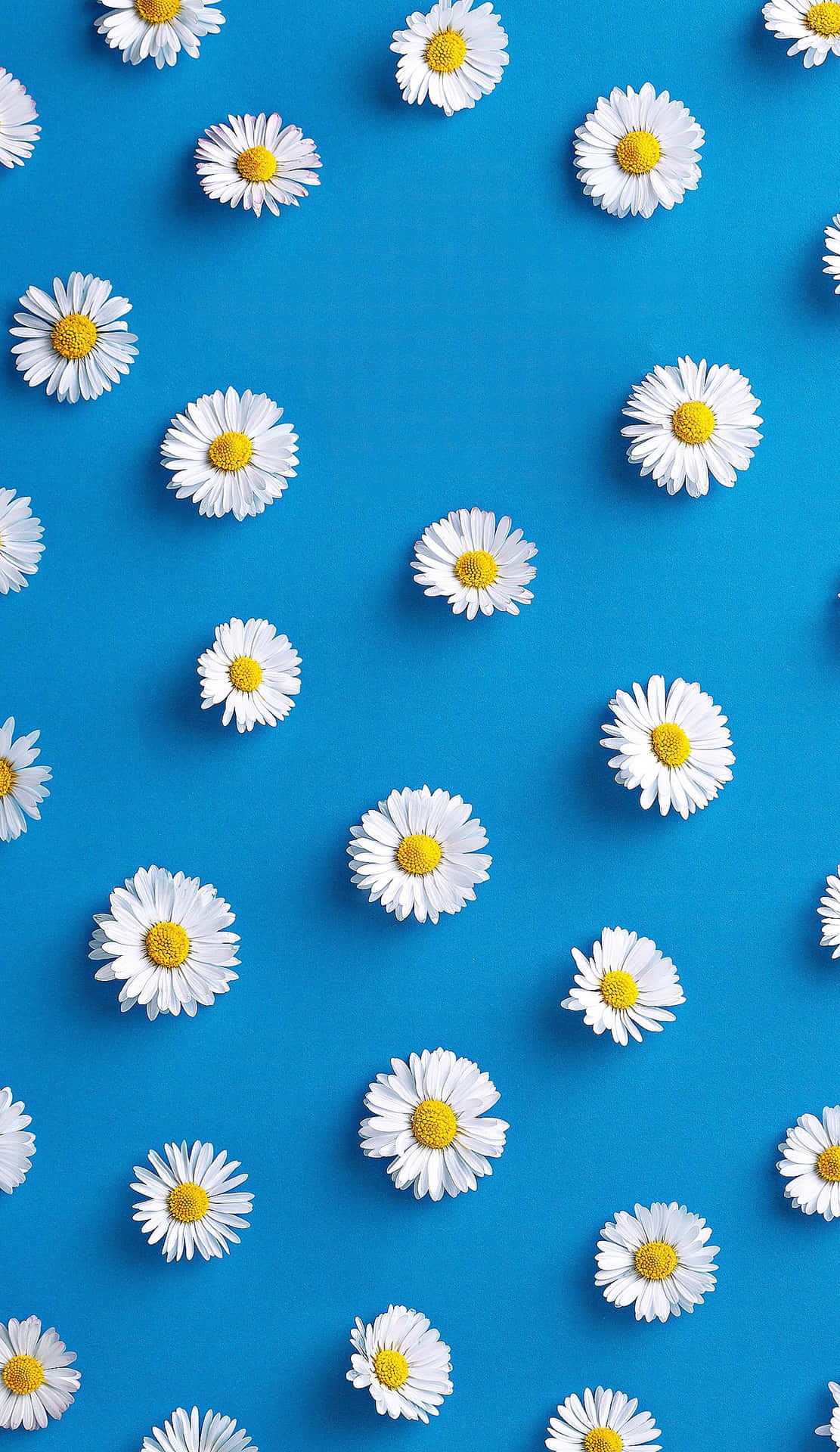 Blue Background Spring Daisy Iphone Background