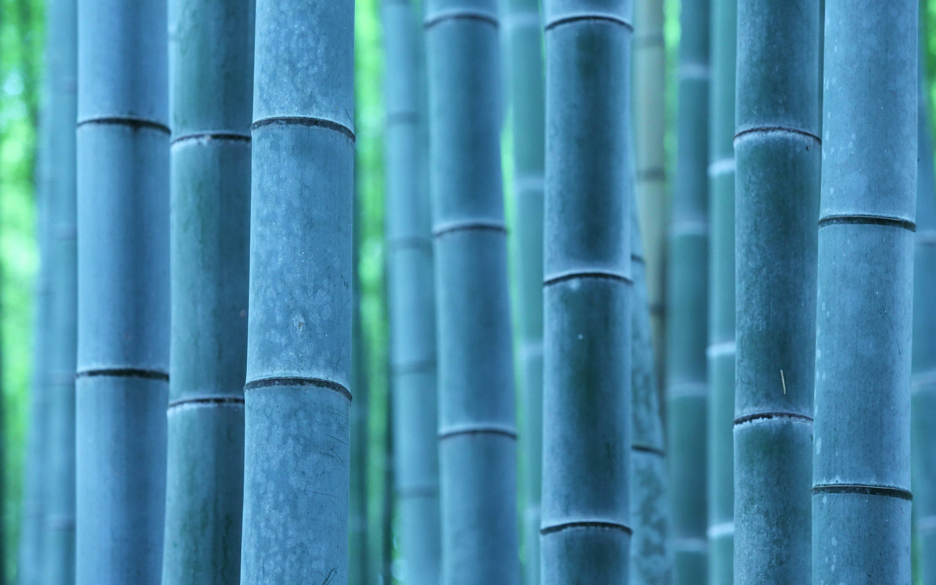 Blue Bamboo Poles Background
