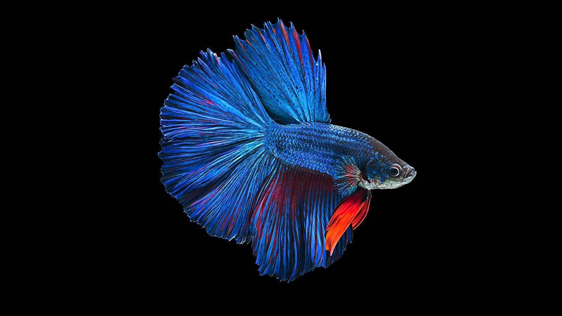 Blue Betta Fish Background