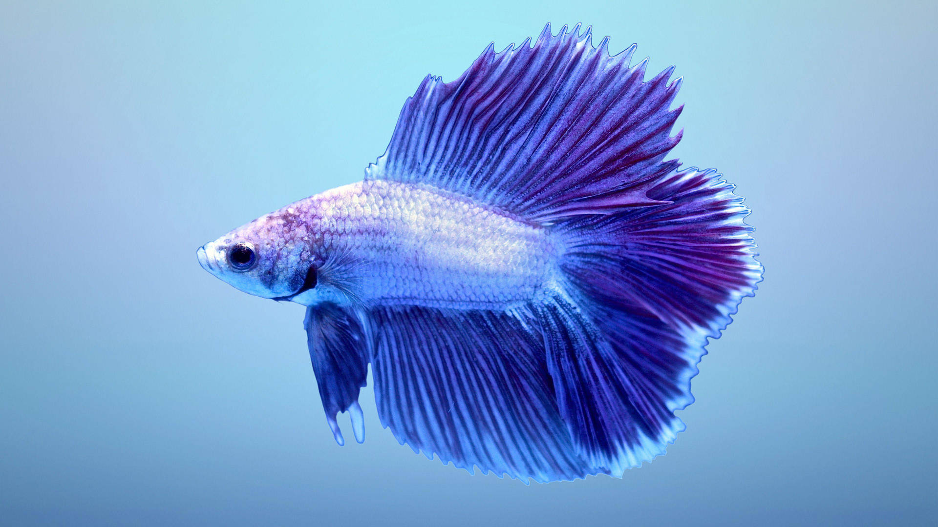 Blue Betta Fish Background