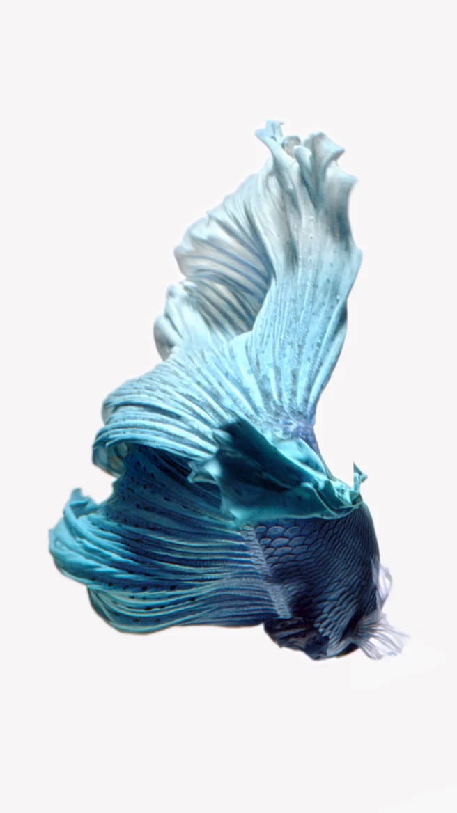 Blue Betta Fish Ios 6