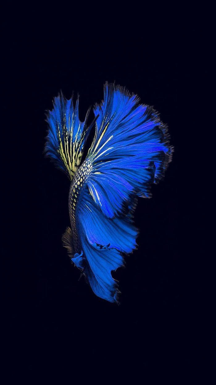 Blue Betta Fish Iphone Ios 10 Background
