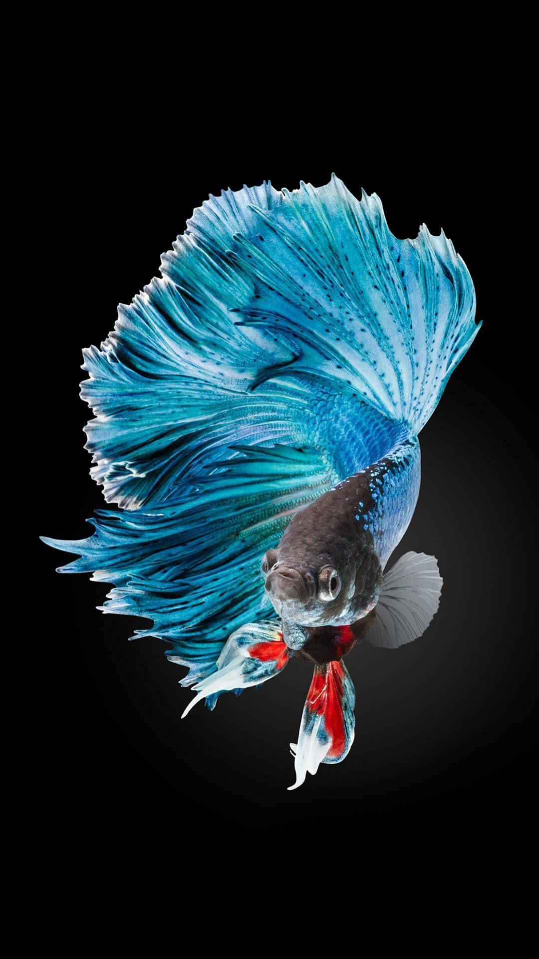 Blue Betta Fish Portrait Background