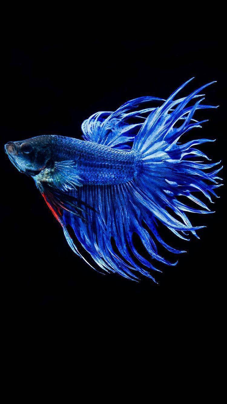 Blue Betta Fish Background