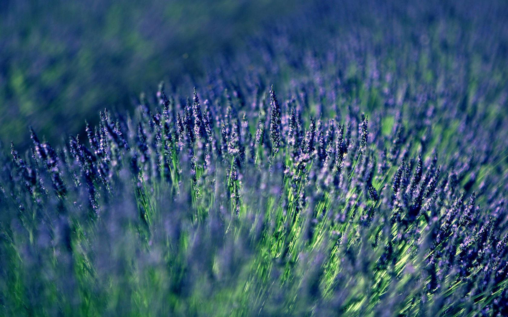 Blue Blurred Lavender Field Background