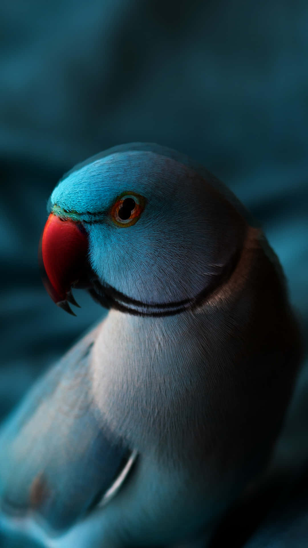 Blue Blurred Parrot