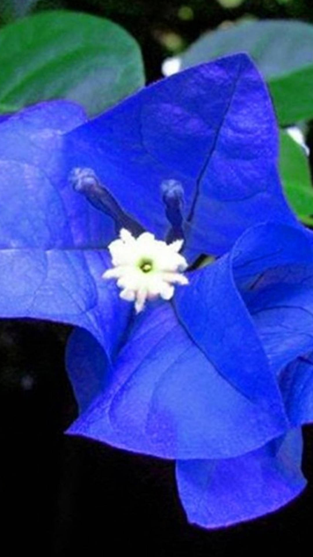 Blue Bougainvillea Flower Background