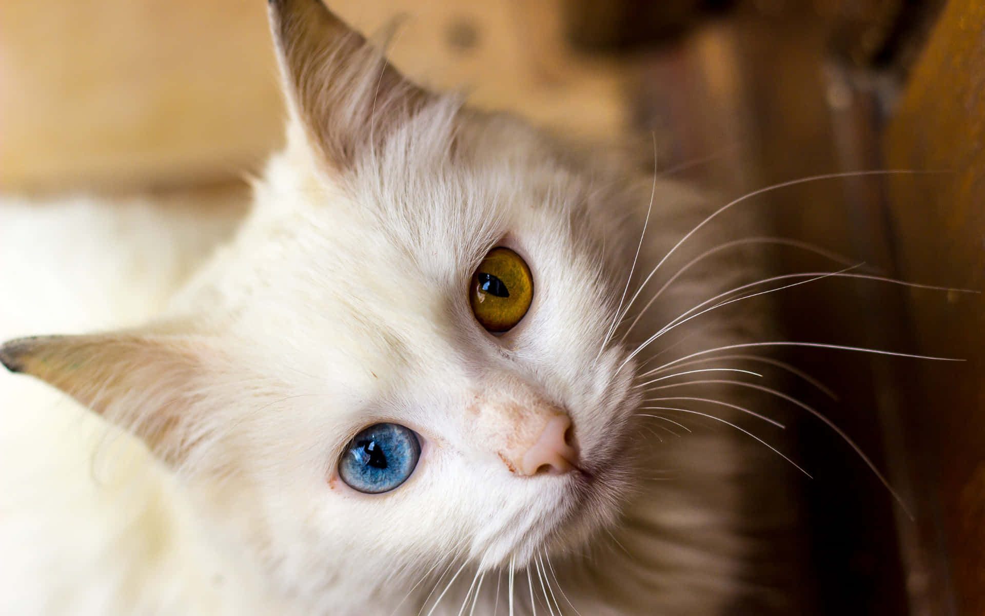 Blue & Brown Cat Eyes White Persian Cat
