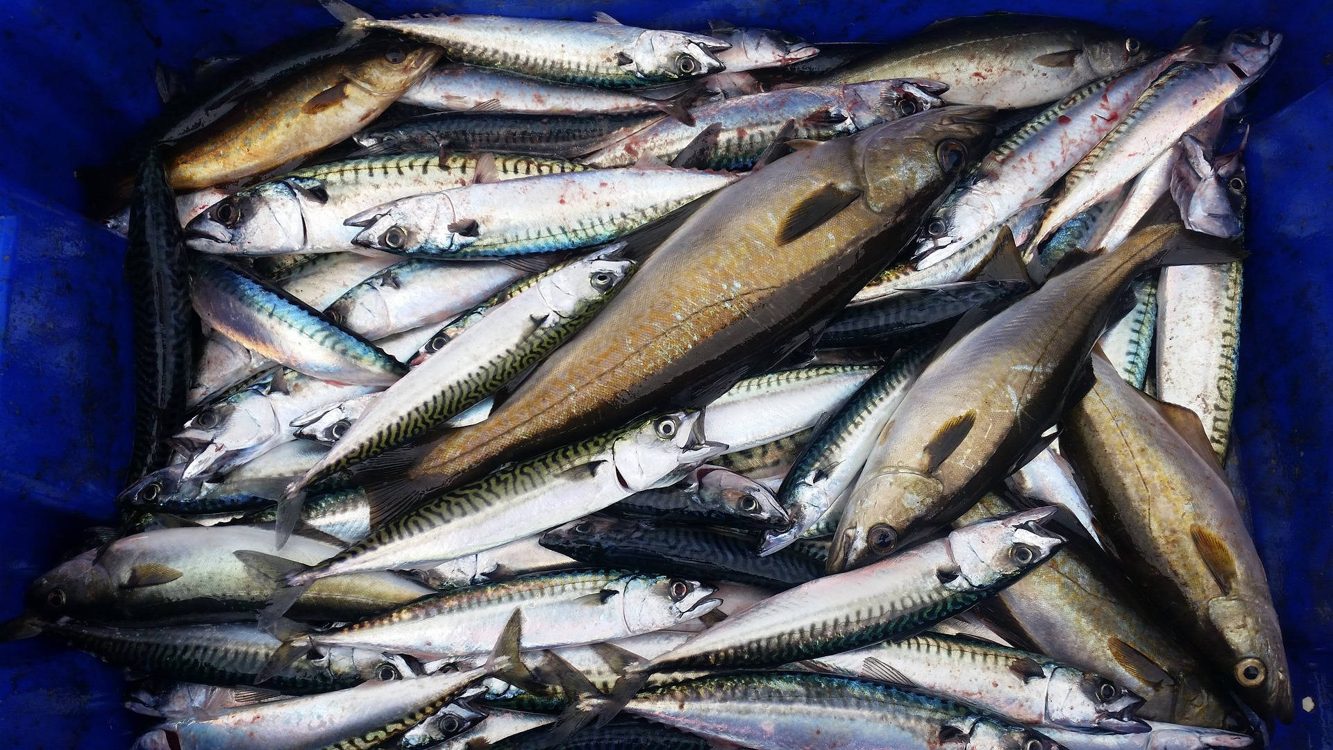 Blue Bucket Of Mackerels Background