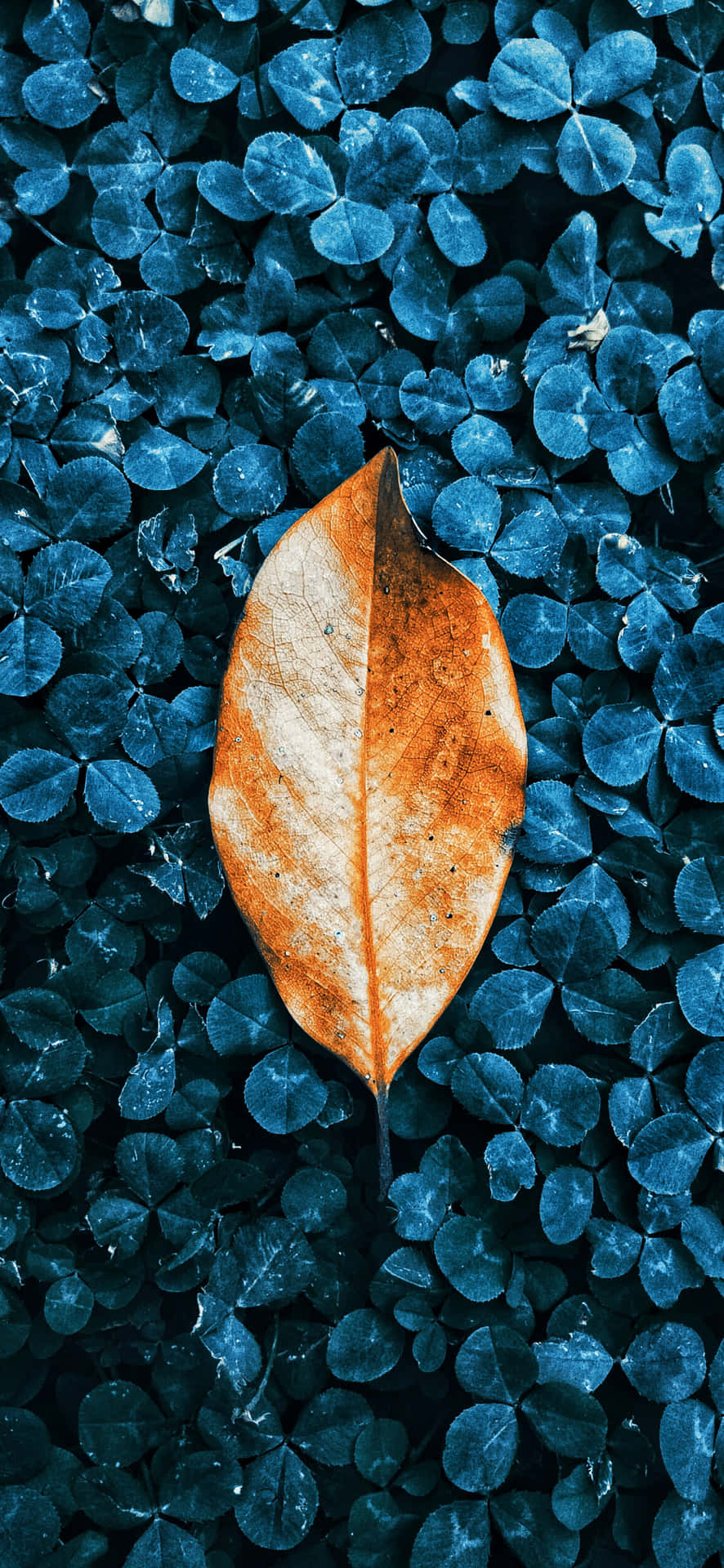 Blue Bush With Fall Leaves Iphone Background