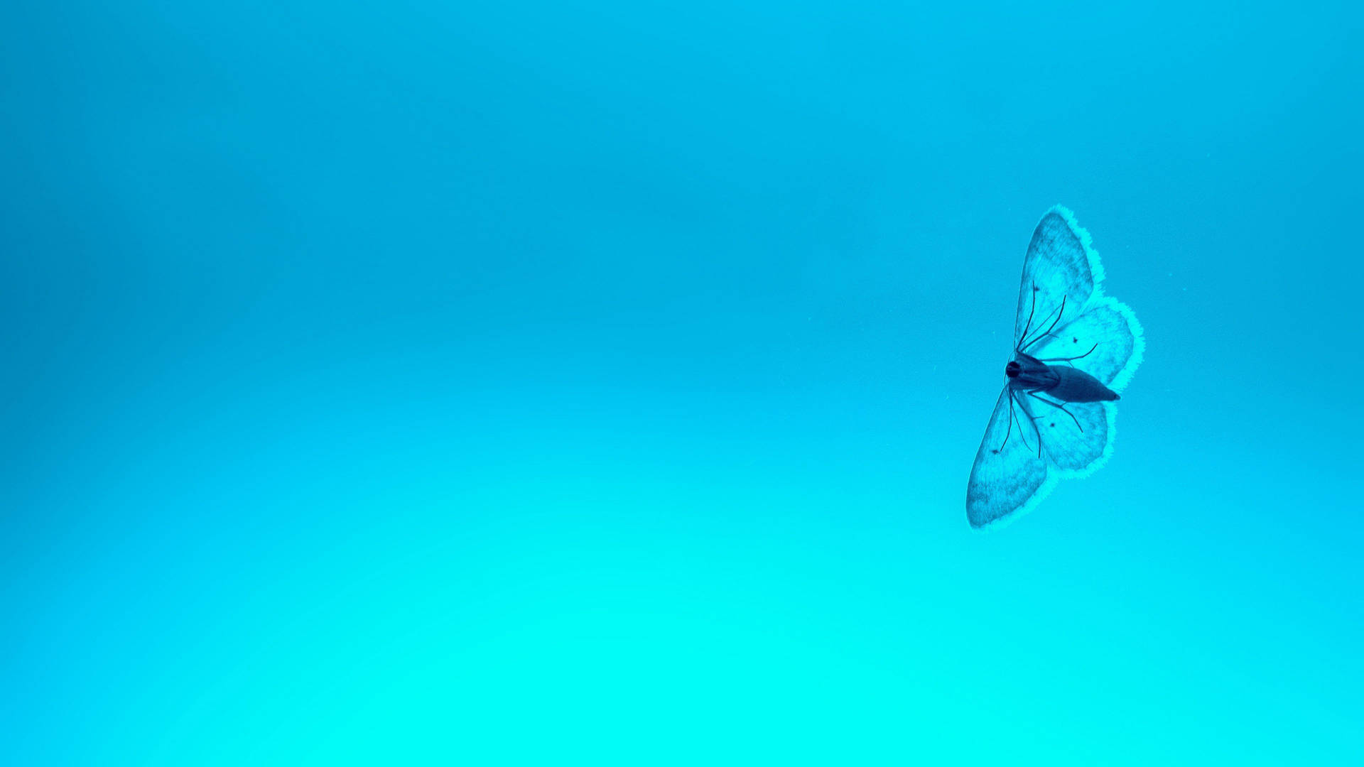 Blue Butterfly Aesthetic Art Background
