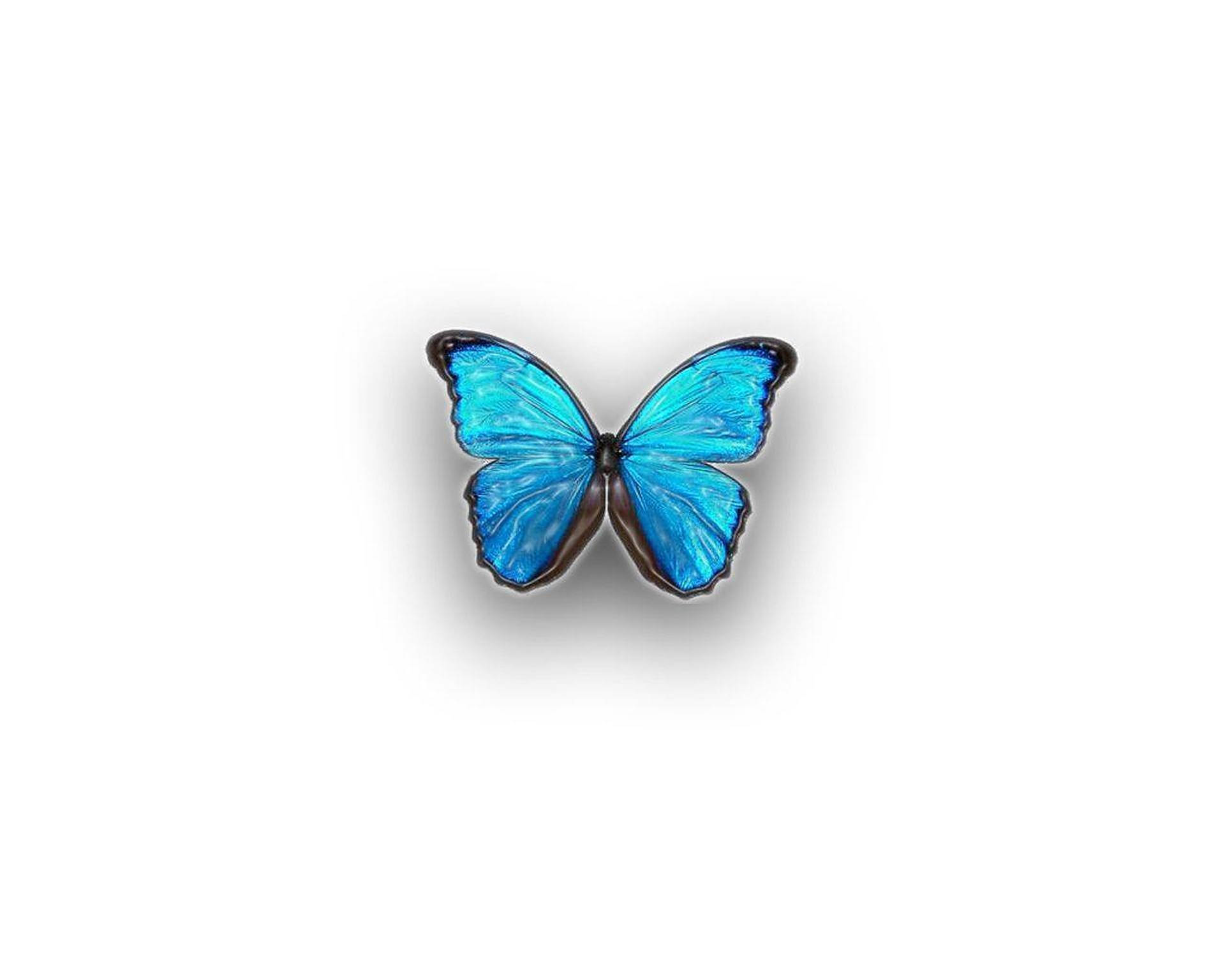 Blue Butterfly Aesthetic Drawing Background
