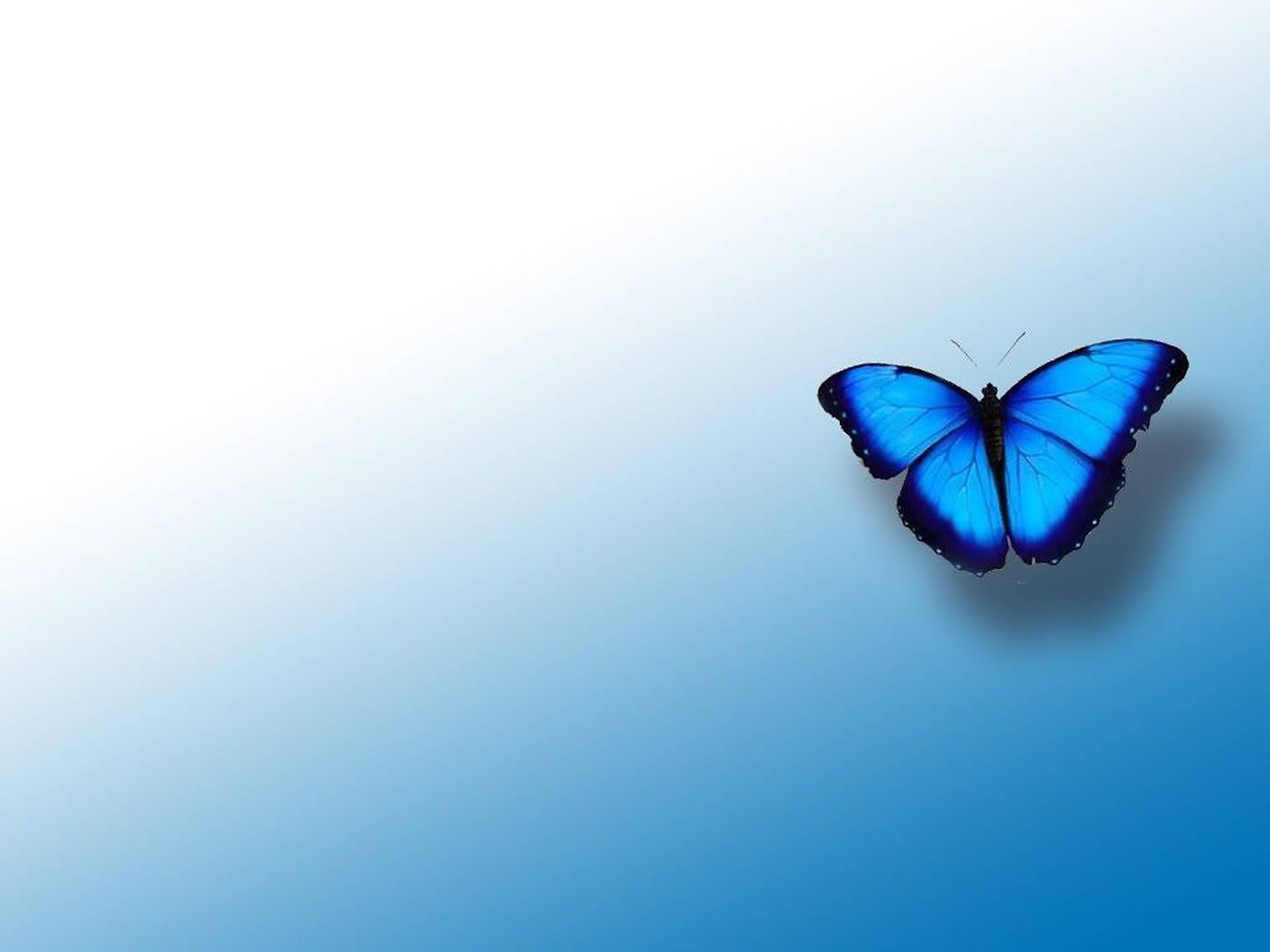 Blue Butterfly Aesthetic Hd Background