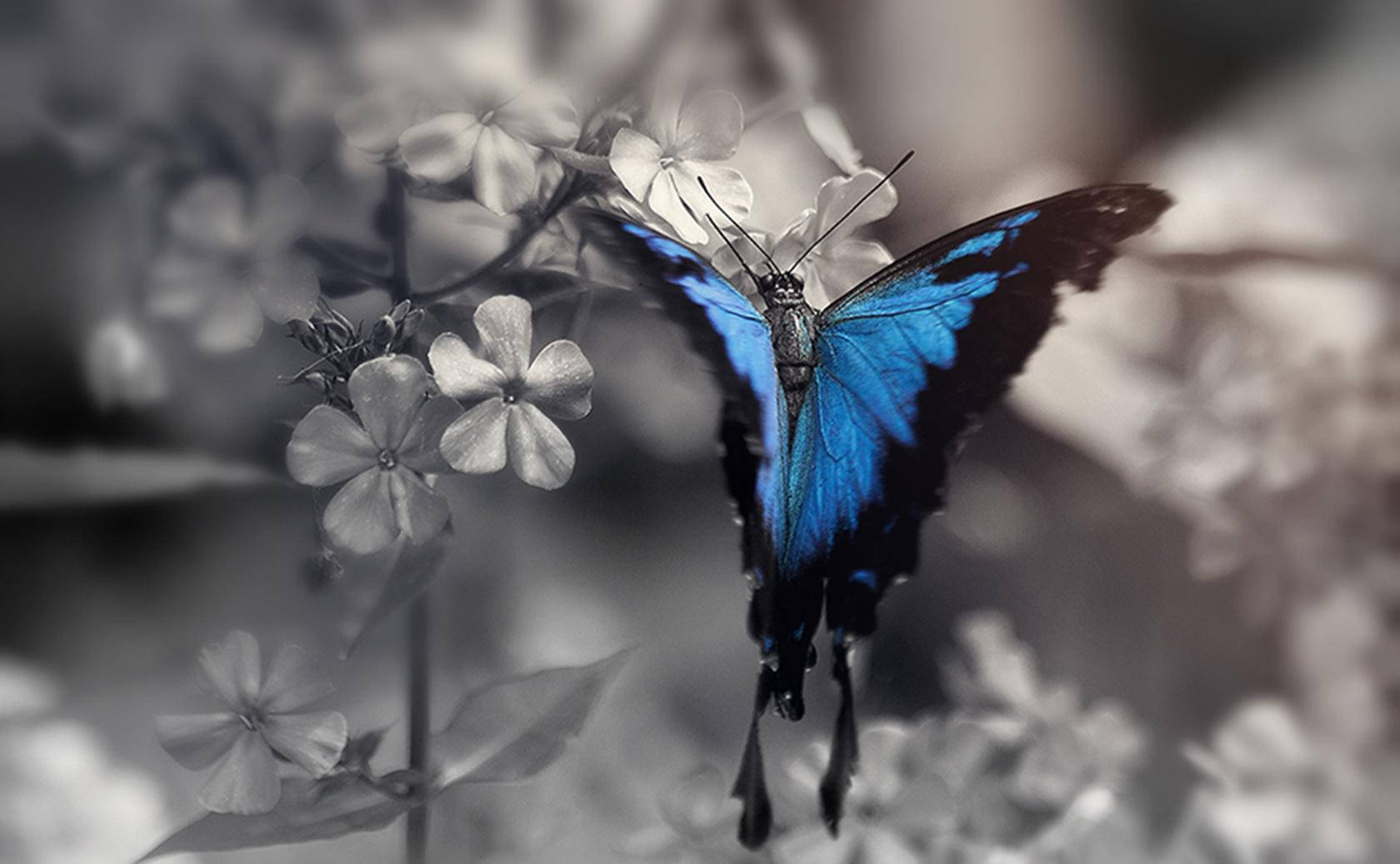 Blue Butterfly Aesthetic Hd Picture Background