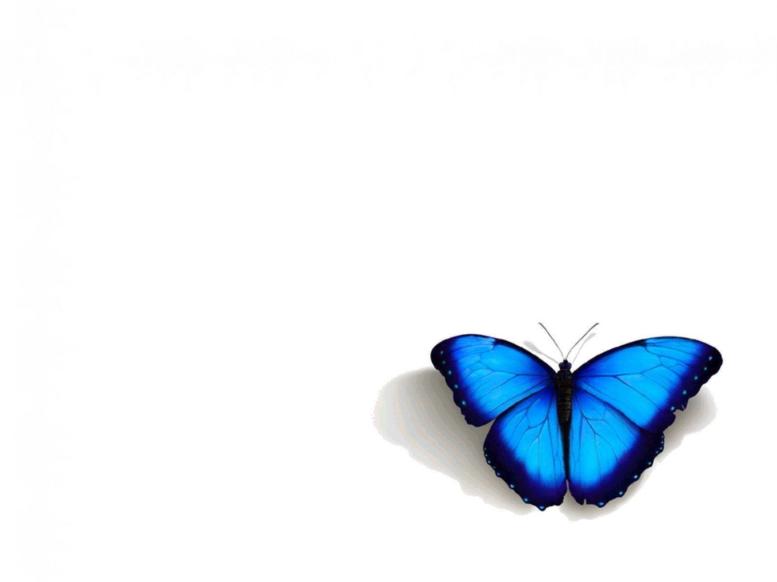 Blue Butterfly Aesthetic In White Background