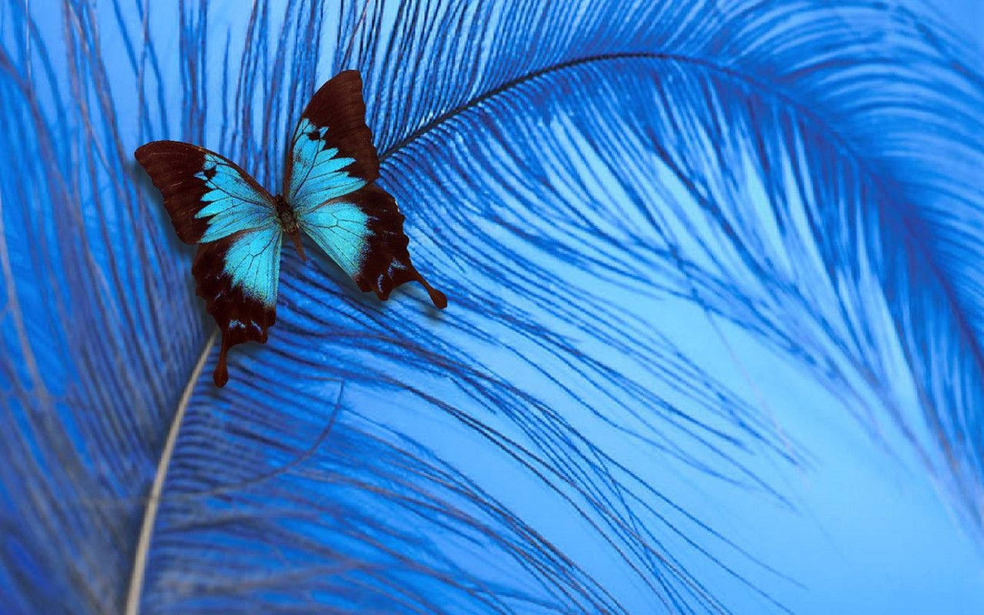Blue Butterfly Aesthetic On Feather