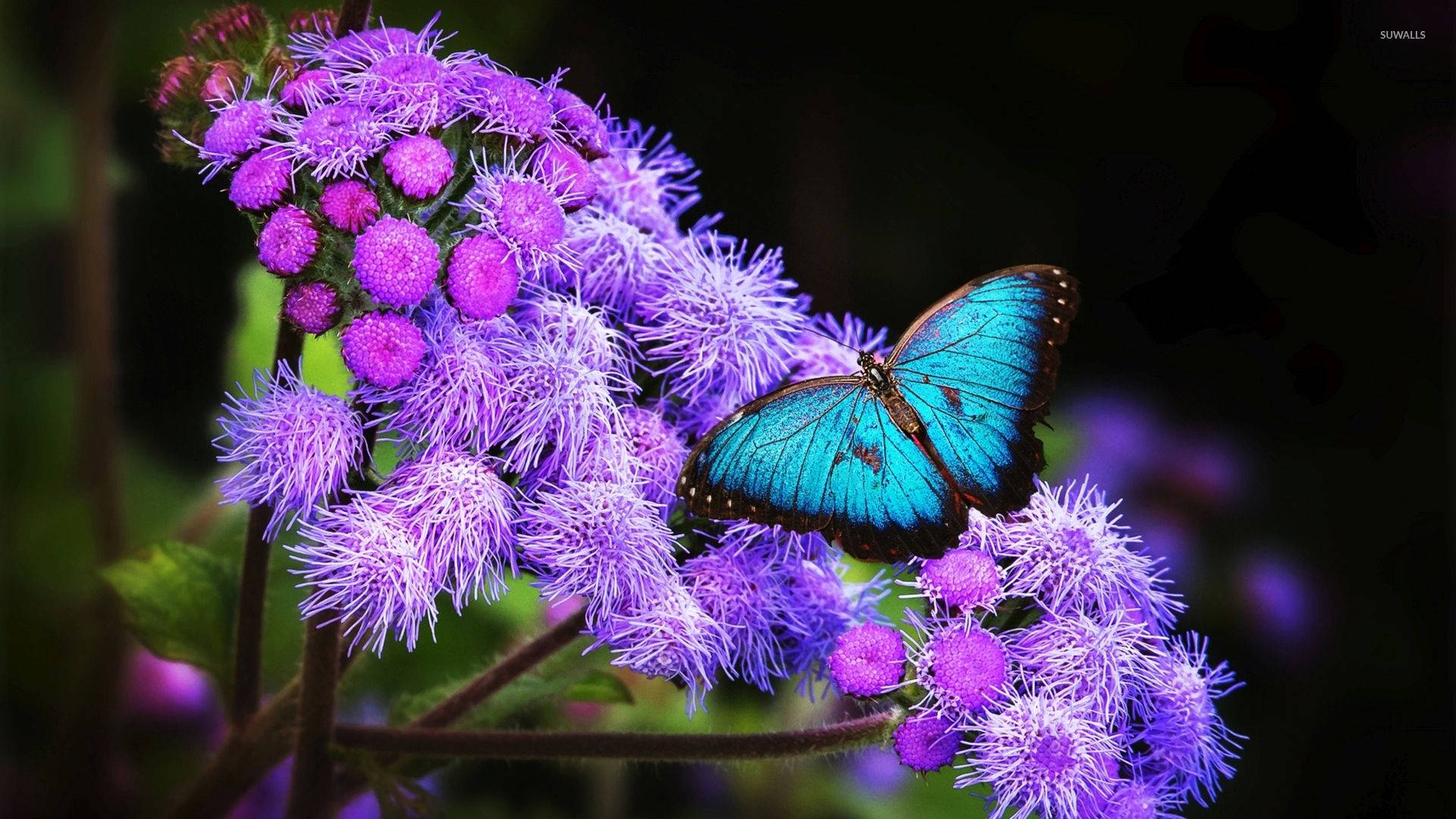 Blue Butterfly Aesthetic On Lavender Background