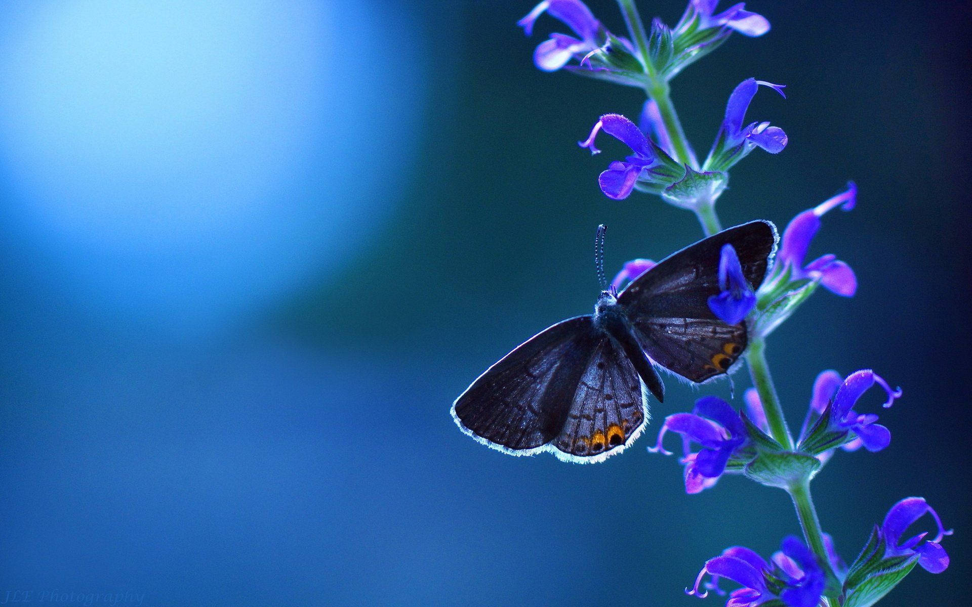 Blue Butterfly Aesthetic On Orchids