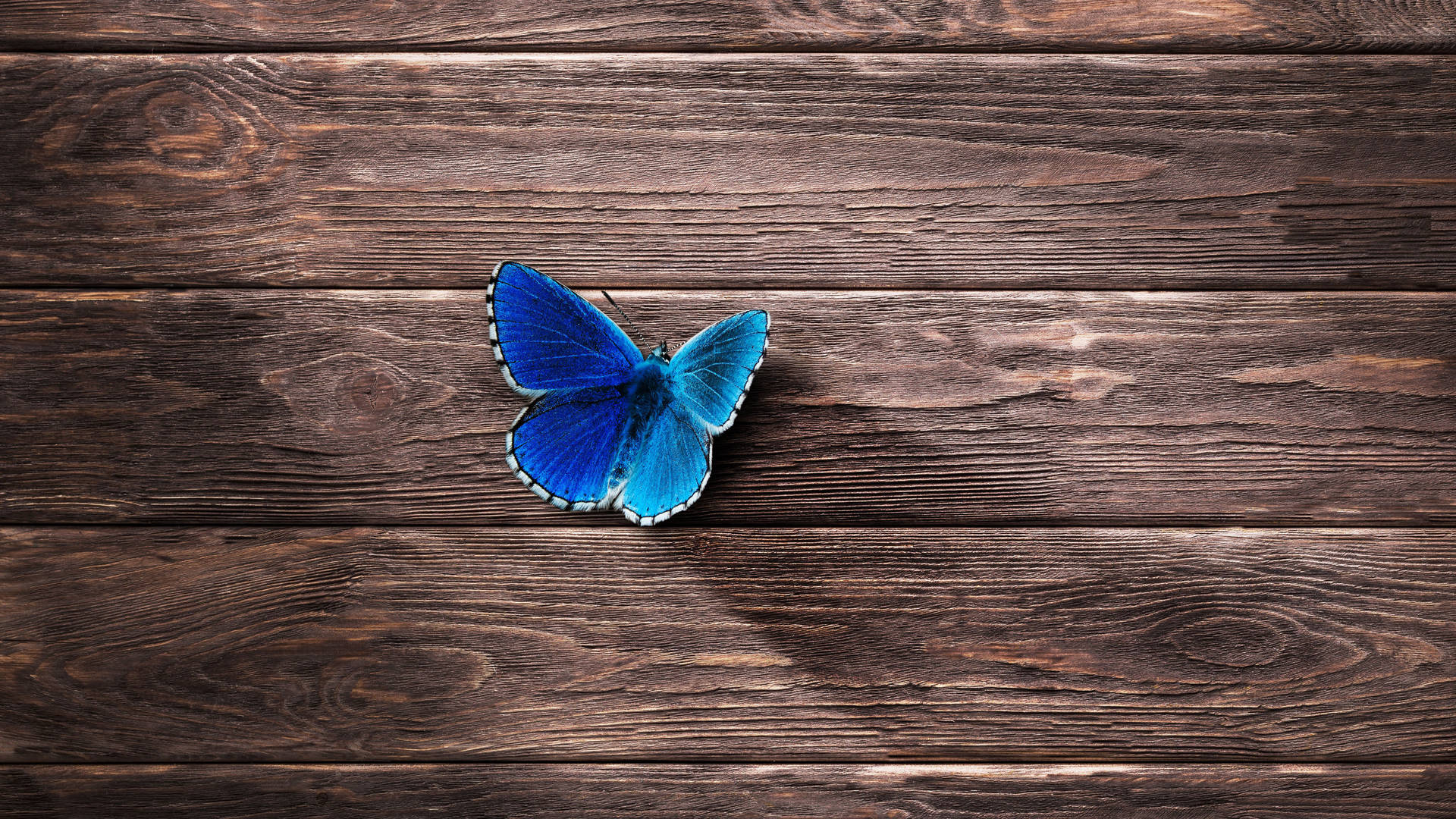 Blue Butterfly Aesthetic On Wood Background
