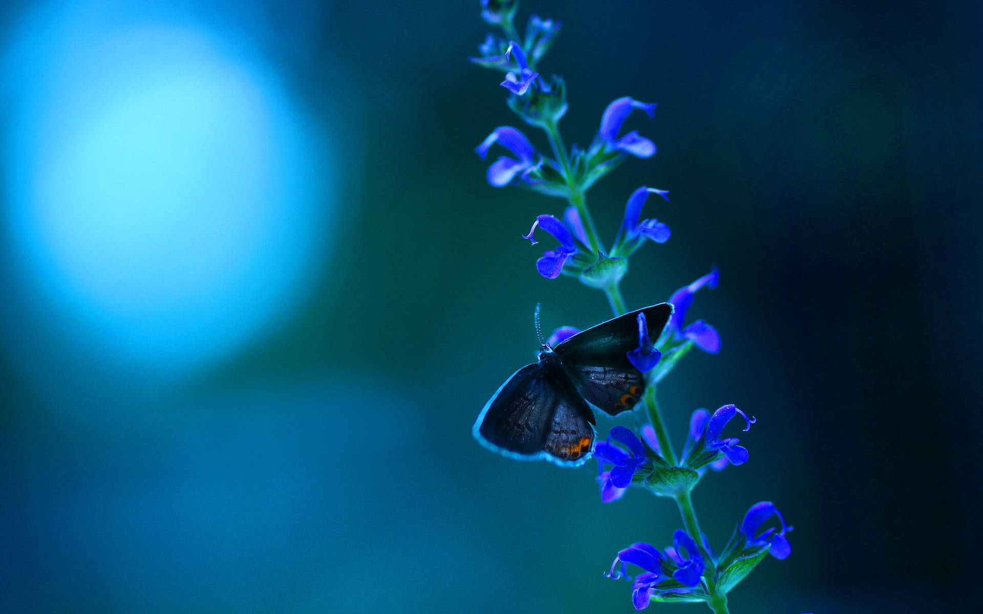 Blue Butterfly Aesthetic Petals Background