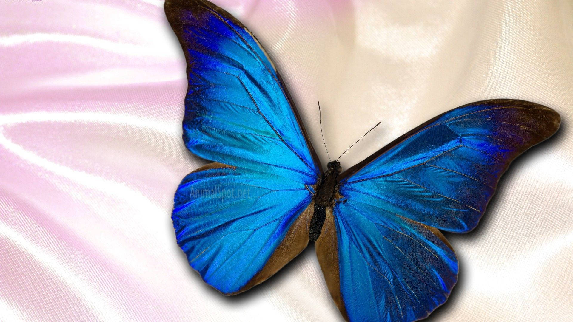 Blue Butterfly Aesthetic Wings Background