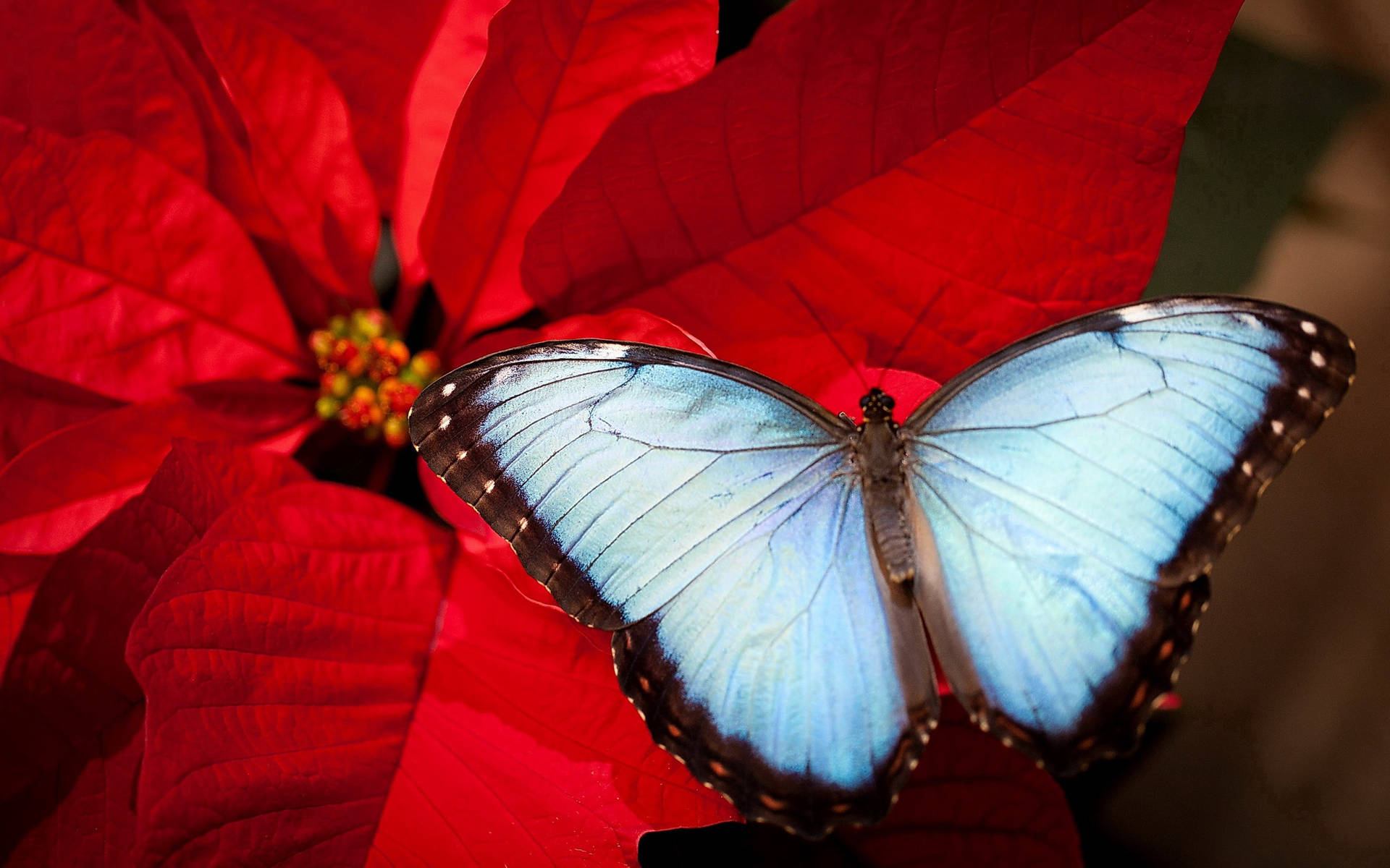 Blue Butterfly And Poinsettia Background