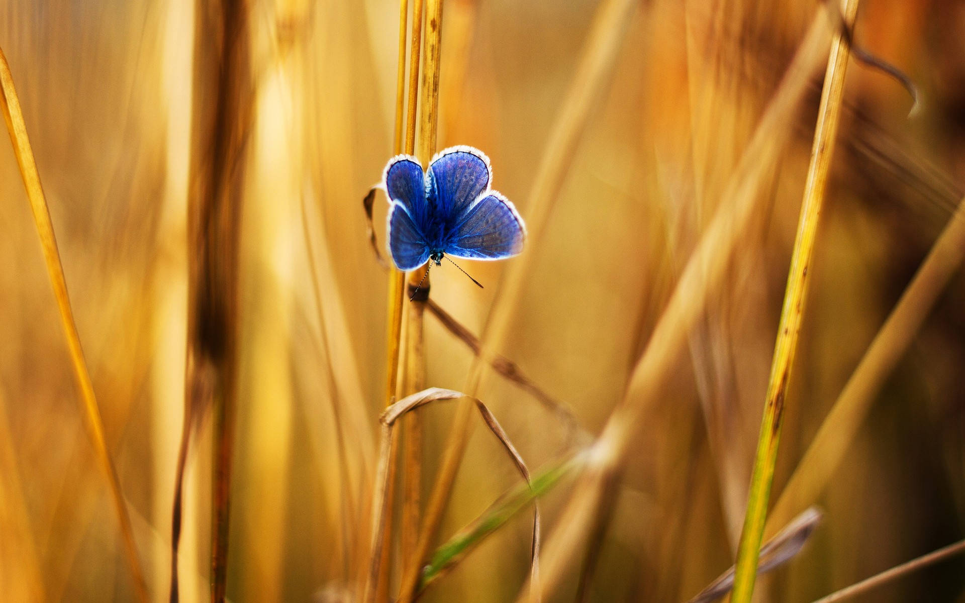 Blue Butterfly Brown Grass Background