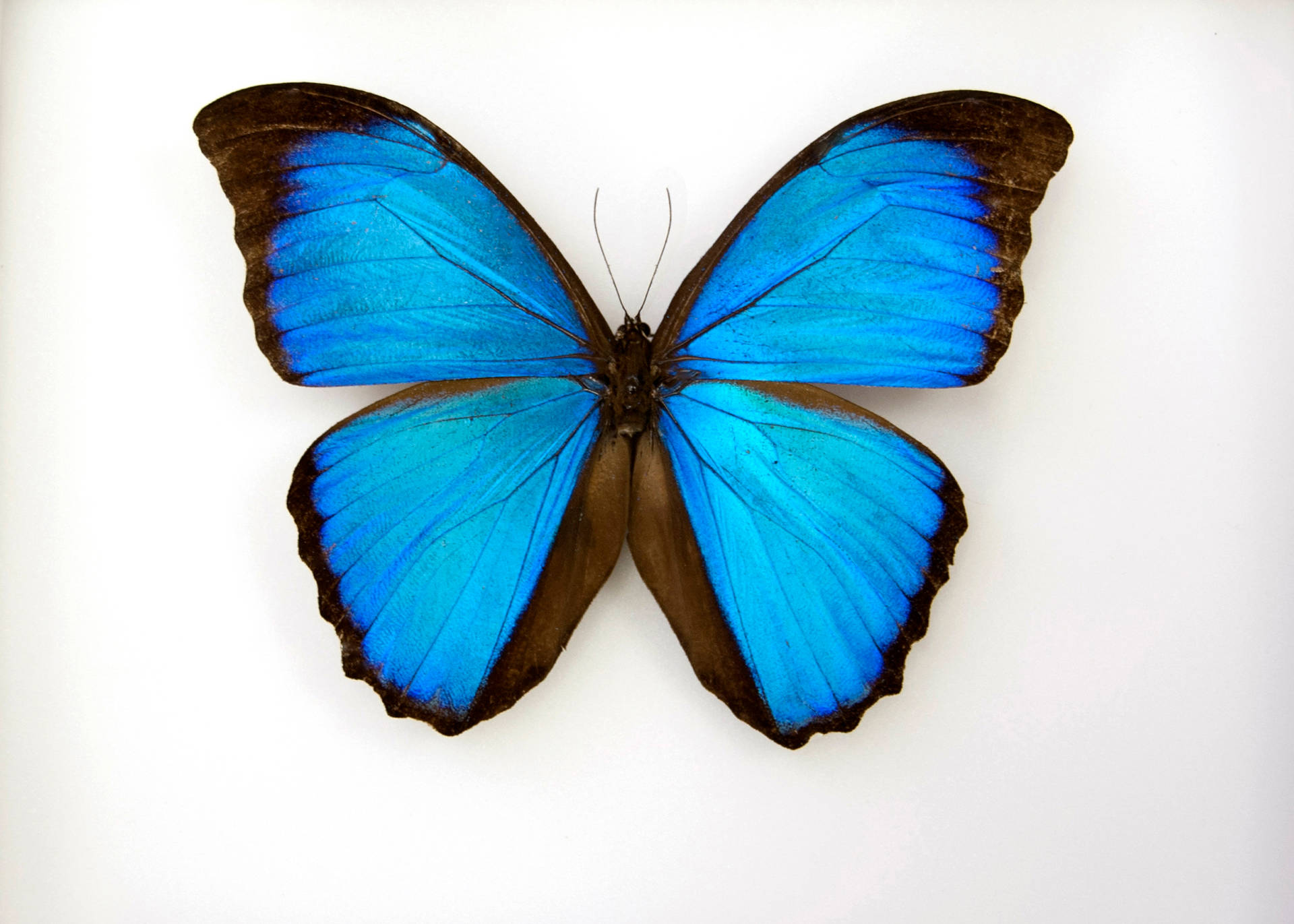 Blue Butterfly Brown Outline Background