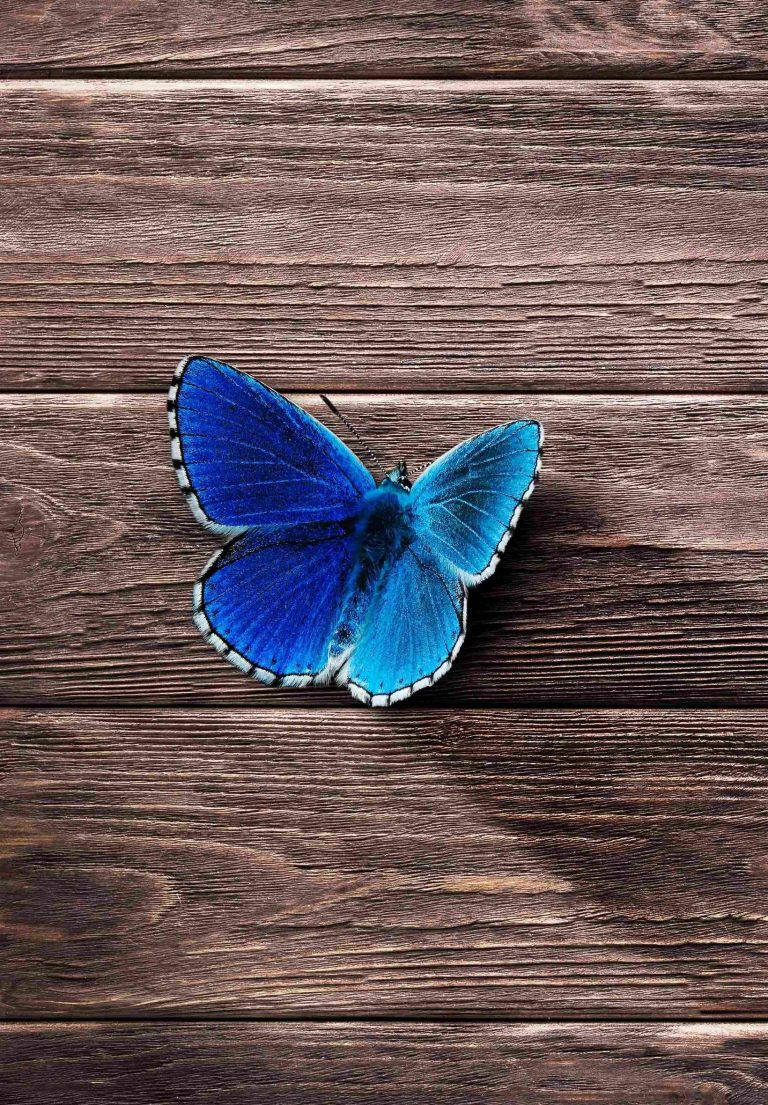 Blue Butterfly Ipad 2021