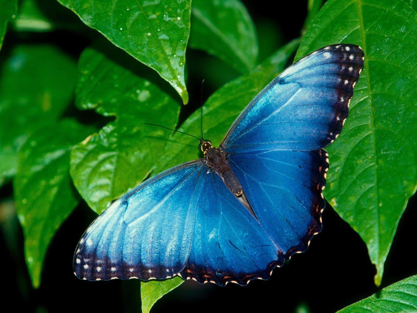 Blue Butterfly Landing On Green Leaves Desktop