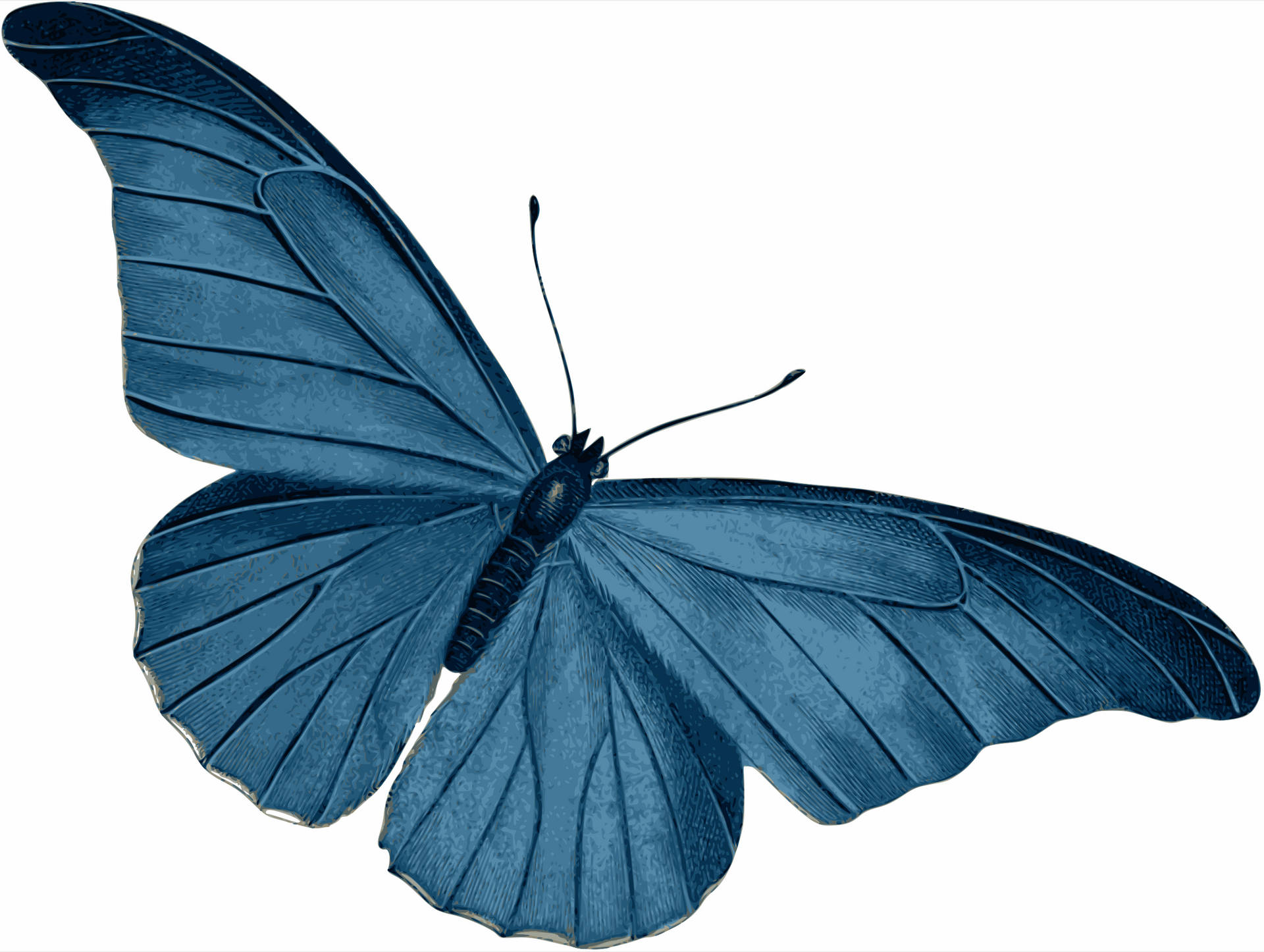 Blue Butterfly Massive Forewings Background