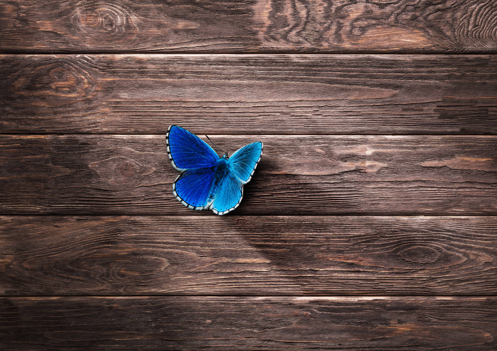Blue Butterfly On Wood Background