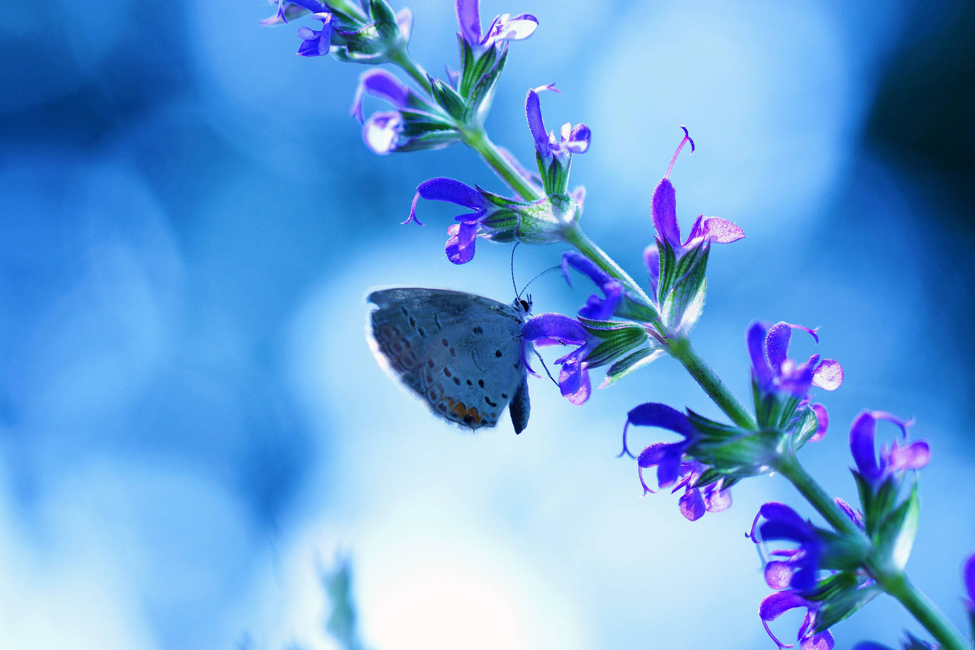 Blue Butterfly Purple Flower