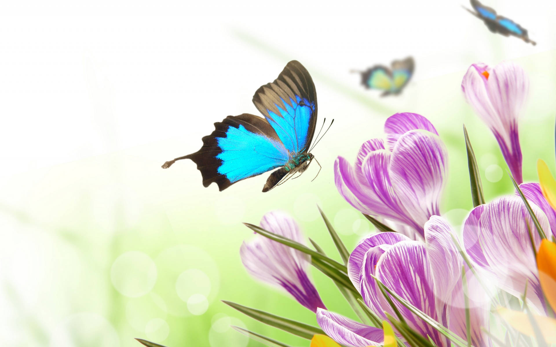 Blue Butterfly Purple Flowers Background