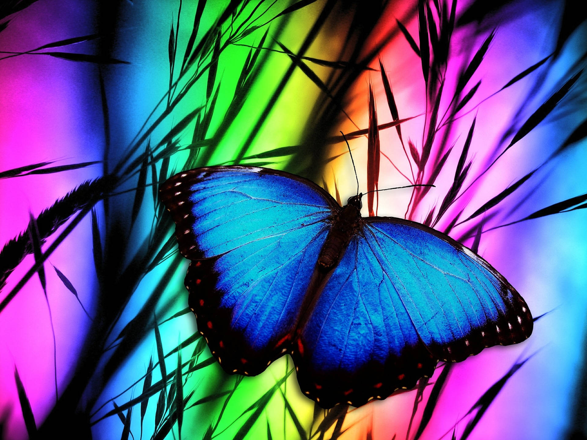 Blue Butterfly Rainbow Background