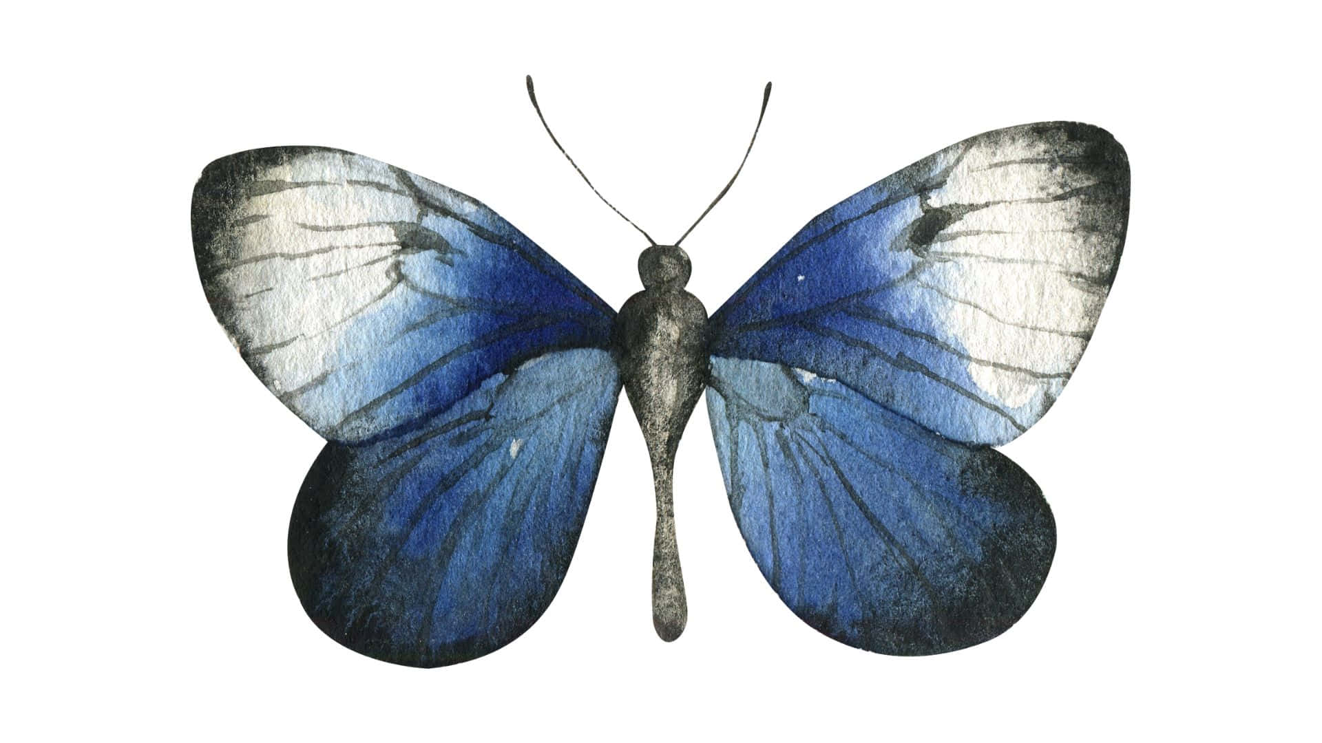 Blue Butterfly Realistic Illustration Background