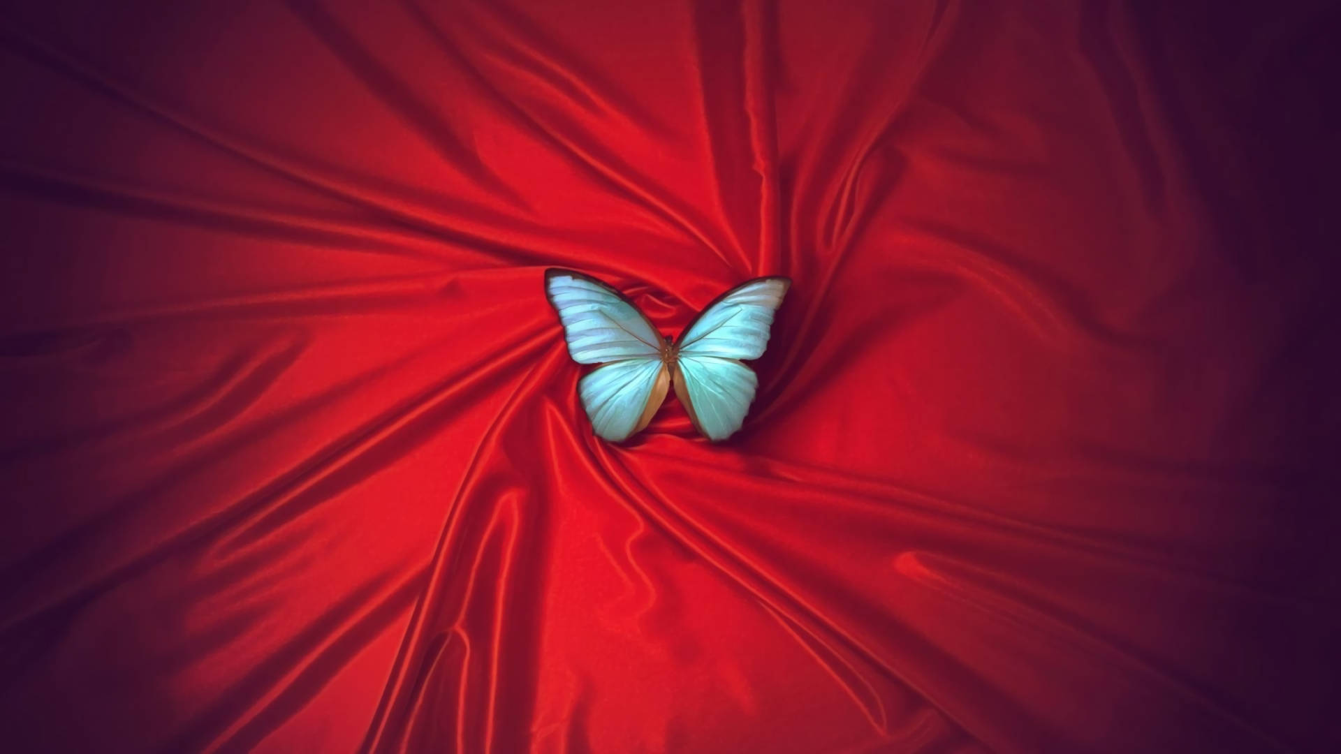 Blue Butterfly Red Satin Background
