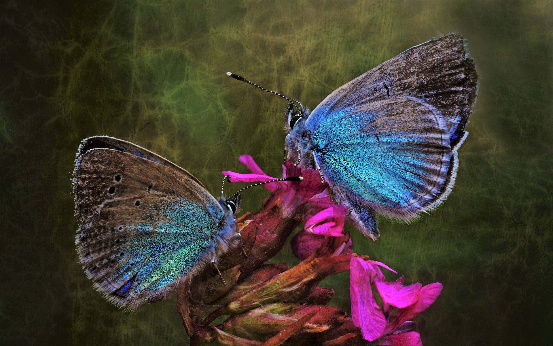 Blue Butterfly Romance Background
