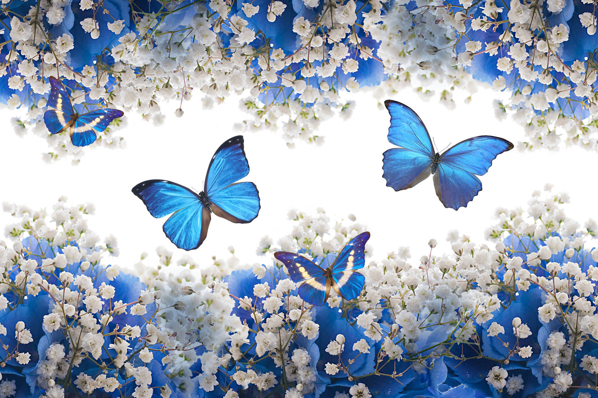 Blue Butterfly White Flowers Background