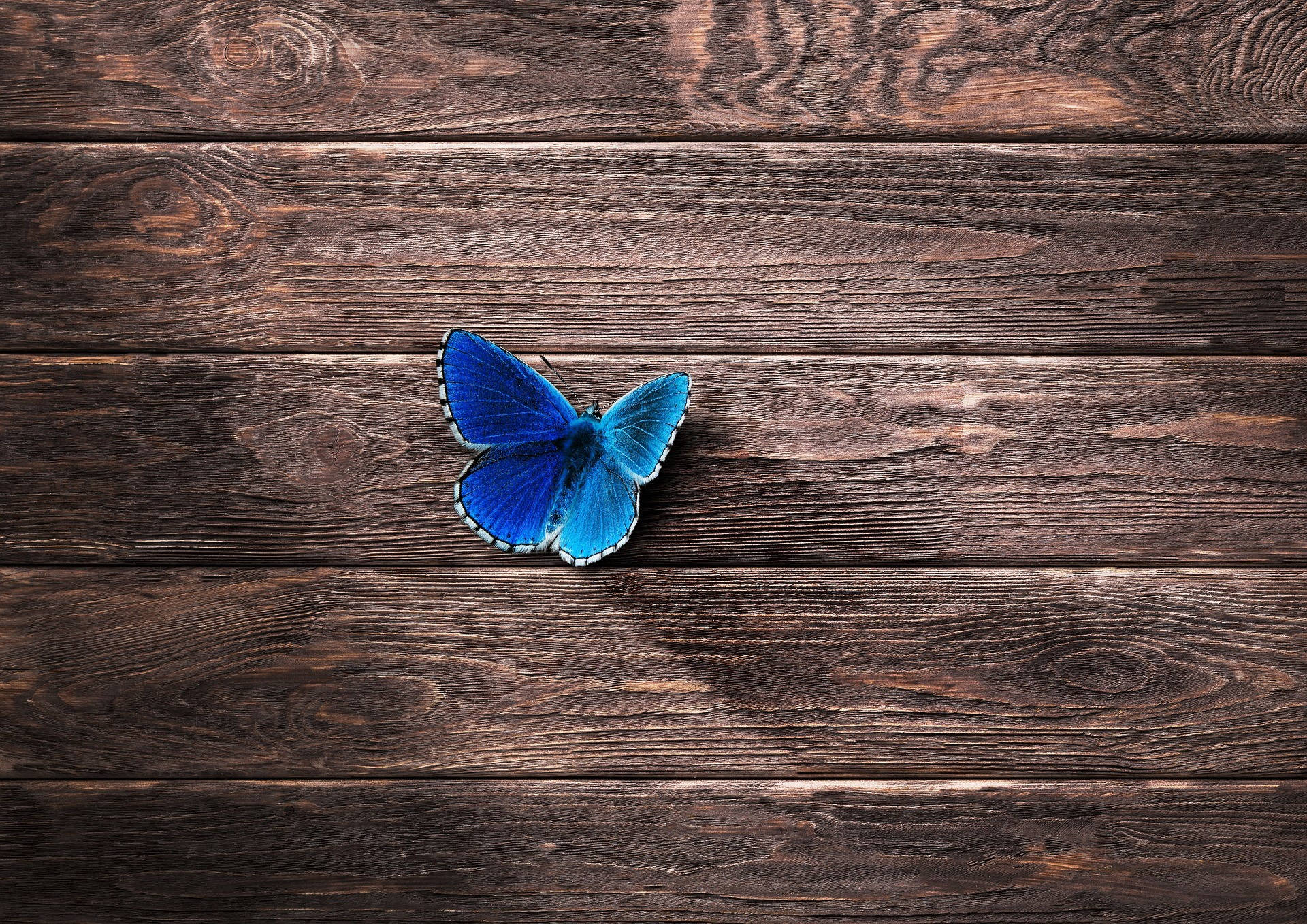Blue Butterfly Wood Background