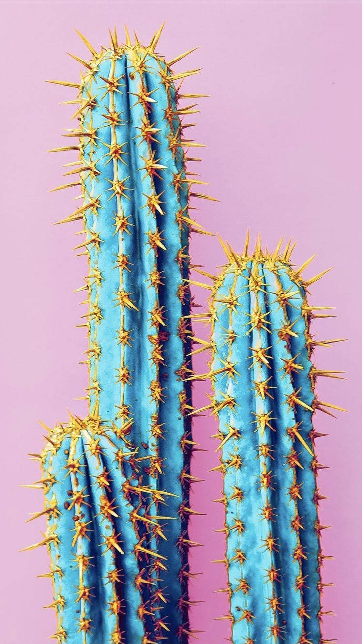 Blue Cactus On Pink Background