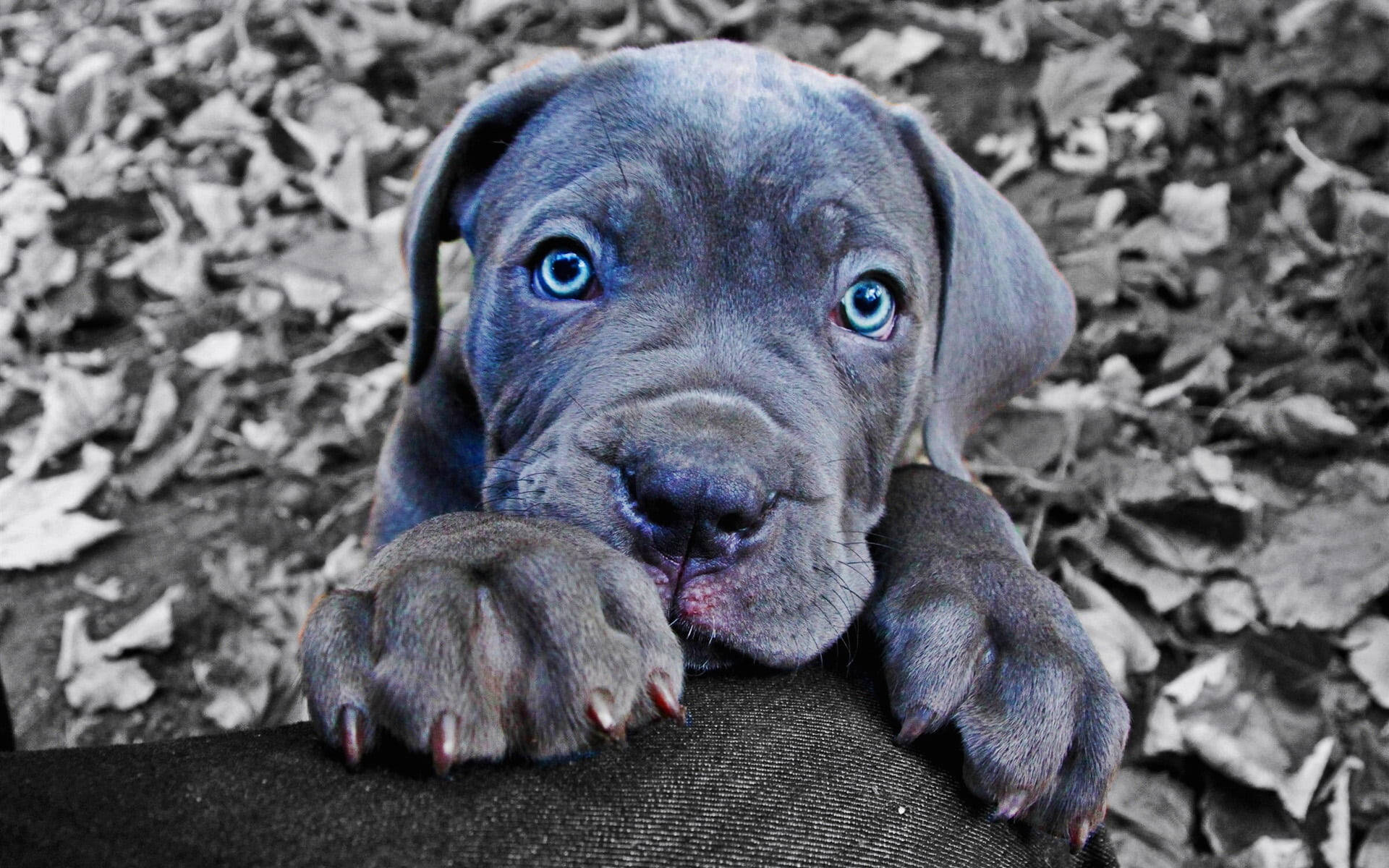 Blue Cane Corso Puppy Background