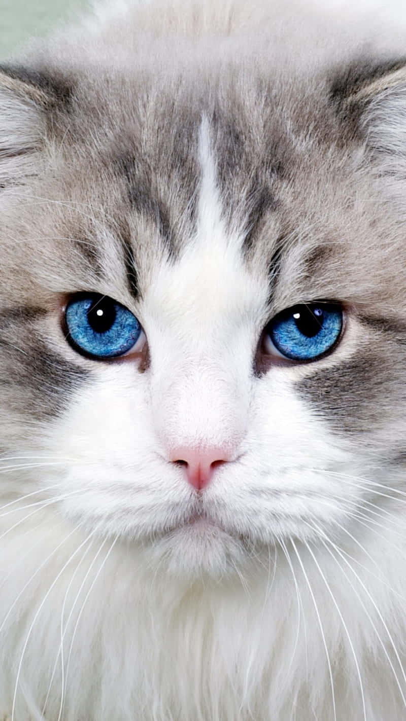 Blue Cat Eyes Ragdoll Cat