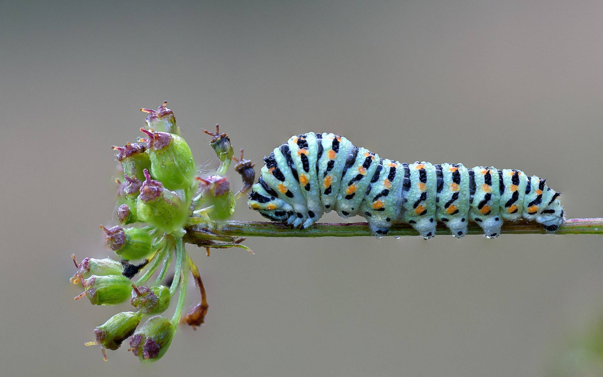 Blue Caterpillar On A Flower Background